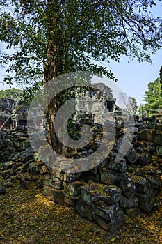 Une arbre au milieu des ruines du temple Preah Khan dans le domaine des temples de Angkor, au Cambodge