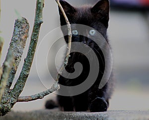 Une petite chatte noir avec les yeux bleus photo