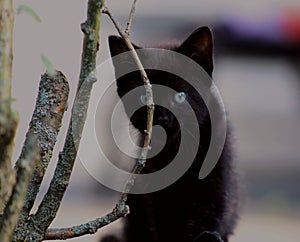 Une petite chatte noir avec les yeux bleus