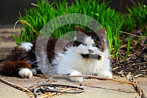 Une maman chat noir et blanche