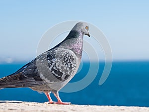Une photo d`un mignon pigeon gris photo