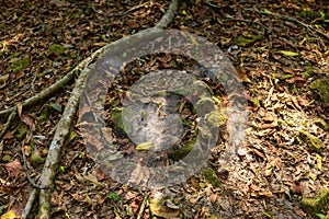 Une toile d`araignÃ©e du temple Preah Khan dans le domaine des temples de Angkor, au Cambodge