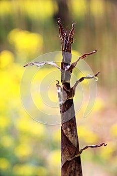 Unearthed bamboo shoots in spring photo