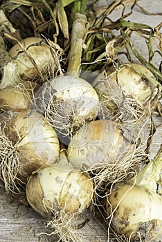 An Unearthed Harvest Of Sweet Onions