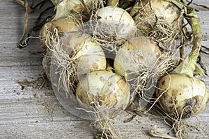 An Unearthed Harvest Of Sweet Onions