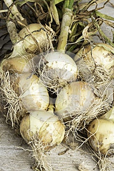 An Unearthed Harvest Of Sweet Onions