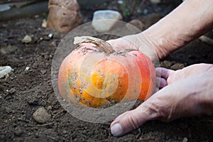 Unearthing a pumpkin photo