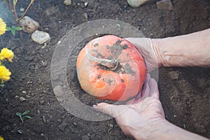 Unearthing a ripe pumpkin from the ground photo