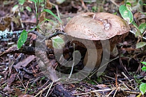 The uneatable bitter bolete mushroom Tylopilus felleus