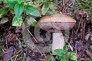 The uneatable bitter bolete mushroom Tylopilus felleus