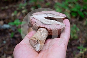 The uneatable bitter bolete mushroom Tylopilus felleus