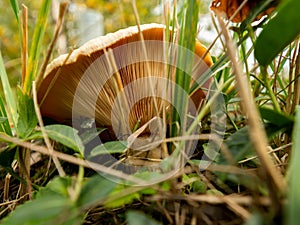 Uneatable brown mushroom in the natural environment. Fall time. Selective focus