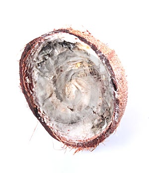 Uneatable decomposed broken coconut fruit