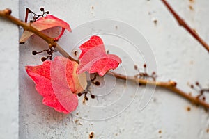 Uneatable grape vine branch with leafs on the wall