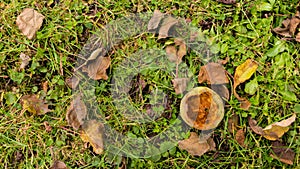 Uneatable rotten apple at meadow