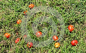 Uneatable tomatoes in the grass field.