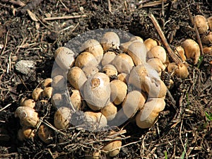 Uneatable toxic mushrooms