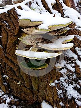 Uneatable tree mushrooms in february