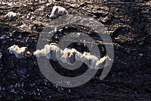 Unedged mushrooms growing on a tree trunk.