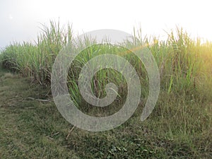 Unedited photos from my trip in the sugar cane plantation forest and rice fields