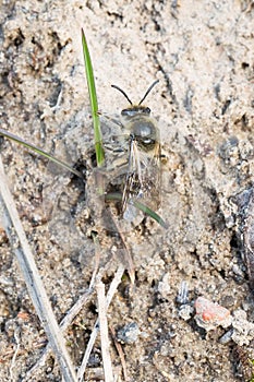 Unequal Cellophane Bee - Colletes inaequalis