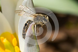 Unequal Cellophane Bee - Colletes inaequalis