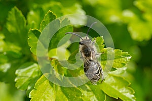 Unequal Cellophane Bee - Colletes inaequalis