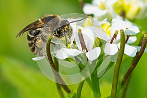 Unequal Cellophane Bee - Colletes inaequalis