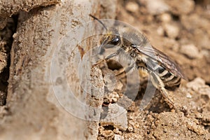 Unequal Cellophane Bee - Colletes inaequalis