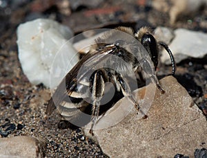 Unequal Cellophane Bee photo