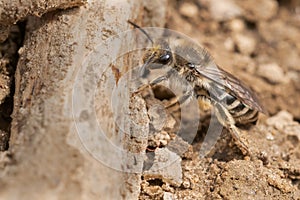 Unequal Cellophane Bee - Colletes inaequalis photo