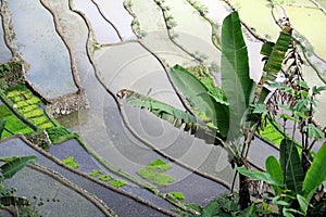 UNESCO Rice Terraces in Batad, Philippines