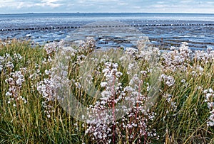 UNESCO Wadden Sea area, The Netherlands