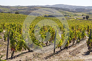 UNESCO World Heritage, the beautiful endless lines of Douro Valley Vineyards, in Vila Nova de Foz Coa.