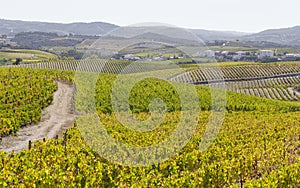 UNESCO World Heritage, the beautiful endless lines of Douro Valley Vineyards, in Vila Nova de Foz Coa.