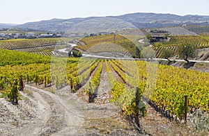 UNESCO World Heritage, the beautiful endless lines of Douro Valley Vineyards, in Vila Nova de Foz Coa.