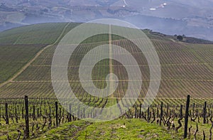 UNESCO World Heritage, the beautiful endless lines of Douro Valley Vineyards, in Vila Nova de Foz Coa.