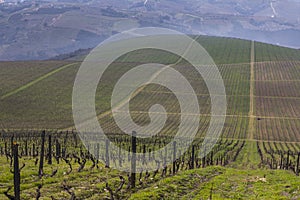 UNESCO World Heritage, the beautiful endless lines of Douro Valley Vineyards, in Vila Nova de Foz Coa.