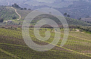 UNESCO World Heritage, the beautiful endless lines of Douro Valley Vineyards, in Vila Nova de Foz Coa.