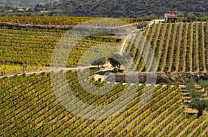 UNESCO World Heritage, the beautiful endless lines of Douro Valley Vineyards, in Vila Nova de Foz Coa. photo