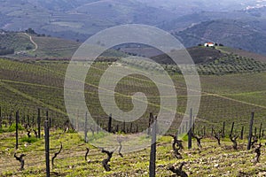 UNESCO World Heritage, the beautiful endless lines of Douro Valley Vineyards, in Vila Nova de Foz Coa. photo