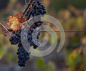 UNESCO World Heritage, Blue Grapes from the Douro Valley endless lines of Vineyards, in Peso da Regua, Vila Real.