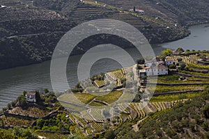 UNESCO World Heritage, the Douro Valley beautiful endless lines of Vineyards, in Peso da Regua, Vila Real.