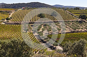 UNESCO World Heritage, the Douro Valley beautiful endless lines of Vineyards, in Sao Joao da Pesqueira.