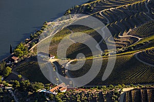 UNESCO World Heritage, the Douro Valley beautiful endless lines of Vineyards, in Sao Joao da Pesqueira, Viseu.