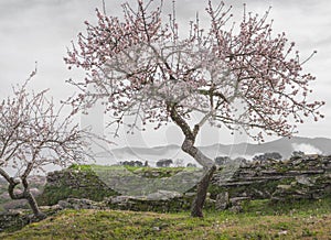 UNESCO World Heritage, a foggy sunrise in a Douro valley almond trees field, Sao Joao da Pesqueira.