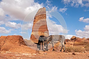 UNESCO World Heritage Site of Petra, Jordan: Two donkeys at the site of the Two Obelisks