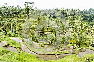 Tegalalang rice terraces near Ubud, Bali photo
