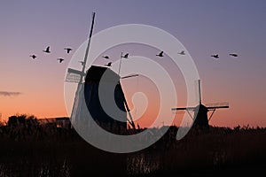 UNESCO World Heritage windmills stand as geese fly in the evening light in Kinderdijk, near Rotterdam Netherlands