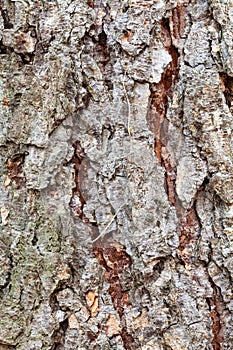 Uneven bark on mature trunk of larch tree